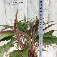 カラテア ルフィバルバ　観葉植物の画像