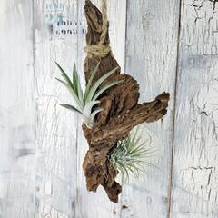 エアープランツ 流木　観葉植物の画像