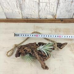 エアープランツ 流木　観葉植物の画像