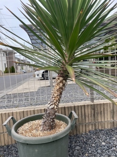 ユッカ   アロイフォリア