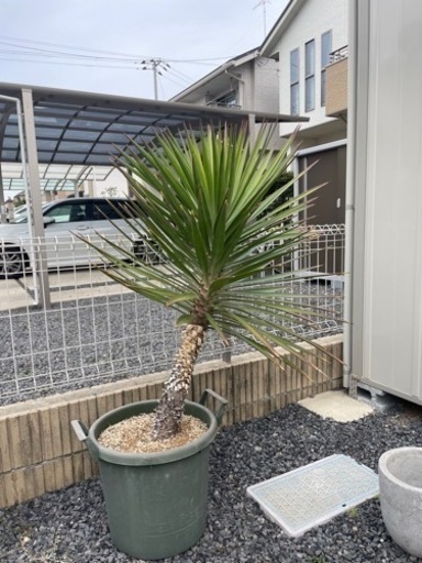 ユッカ アロイフォリア