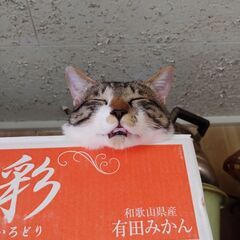 保護猫サバトラ？キジトラ？♂推定生後8カ月