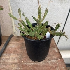 ユーフォルビア　グロボーサ　多肉植物　塊根植物