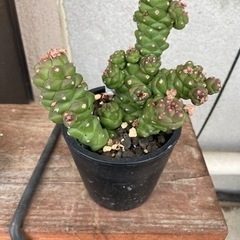 モナデニウム　リチェイ　多肉植物　塊根植物　観葉植物