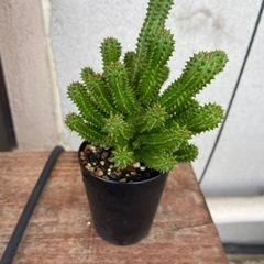 ユーフォルビア　瑠璃晃　多肉植物　観葉植物　塊根植物