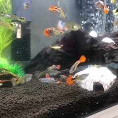 グッピー 成魚 稚魚の画像