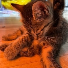 足の長いマンチカンちゃん − 和歌山県