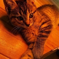 足の長いマンチカンちゃん - 和歌山市