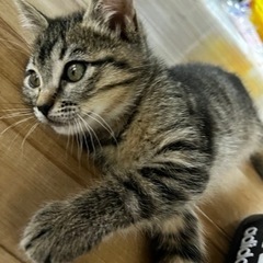 足の長いマンチカンちゃん