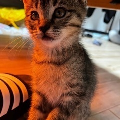 足の長いマンチカンちゃん - 猫