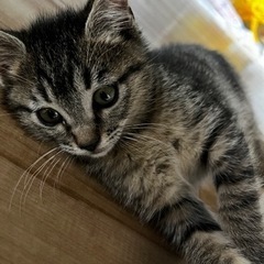 足の長いマンチカンちゃん - 里親募集