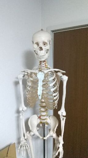 等身大骨格標本