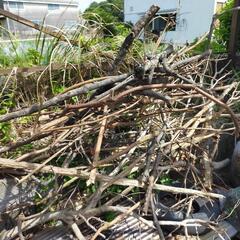 枝　キャンプ　焚き木の画像