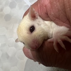 ルビーレイorルビープラチナ ♀️