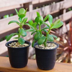 【ご購入者様へお渡し済み】【多肉植物】金のなる木/南アフリカ原産...