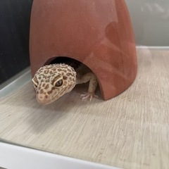 レオパ　ヒョウモントカゲモドキ