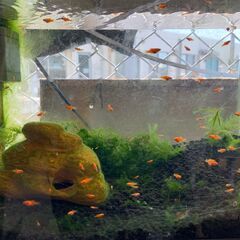 プラティ１５匹(#^.^#)¥1,000（大・小のミックス）の画像