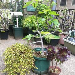 交渉中!!　お庭整理中〜♪　イチジク大苗その他3点セット