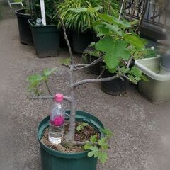 交渉中!!　お庭整理中〜♪　イチジク大苗その他3点セットの画像