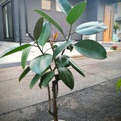 ゴムノキ鉢植え　観葉植物
