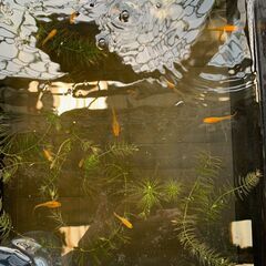 めだか（來光）１０匹　¥1,000-の画像