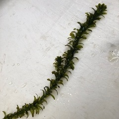 アナカリス　水草　の画像