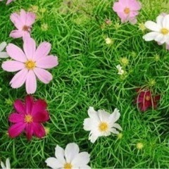 夏のライブに向けて、ギター募集（ベーシスト1名見学）