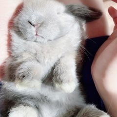 里親さん決定しました。ありがとうございました。