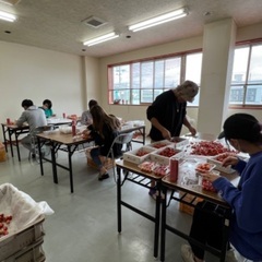 まもなく終了 【寒河江市】時給 1000円 さくらんぼ詰め作業👩🏻‍🌾🍒の画像