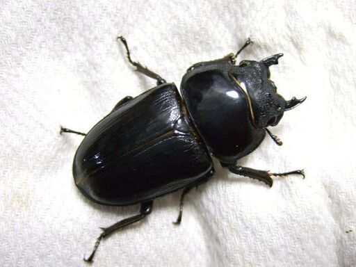 福岡県産オオクワガタ ♀52ミリ (イマヒデ) 北九州のその他の中古