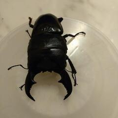 クワガタ早いものがちです。