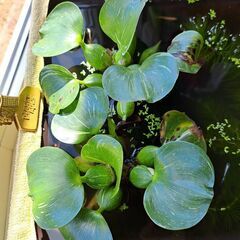 斑入り布袋草