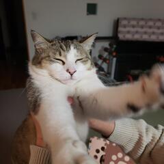 保護猫里親募集です！