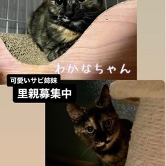 ✨更新✨9/15生まれ♡美人姉妹♡Wさびーずの里親募集