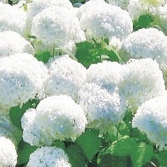 アジサイアナベル　挿し穂　発芽済10本