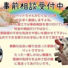 ペット火葬|事前相談受付中