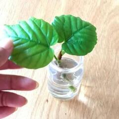 観葉植物　フィカスウンベラータの挿木を譲ってください