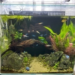 背面濾過フィルター付き45cm水槽