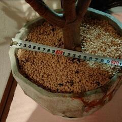 観葉植物　金なる木の画像