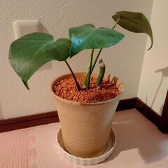 観葉植物　モンステラ