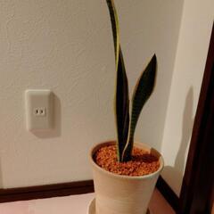 観葉植物　サンセベリア