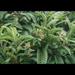 ビワの葉 10枚 オマケ付　 びわ 完全無農薬 高級 オーダー後採取