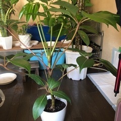 観葉植物　シェフレラ　ツピタンサス　植物