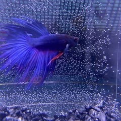 ベタ　クラウンテール　♂ 一匹GWセール‼️