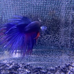 ベタ　クラウンテール　♂ 一匹GWセール‼️の画像