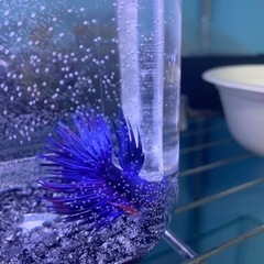 ベタ　クラウンテール　♂ 一匹GWセール‼️の画像