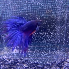 ベタ　クラウンテール　♂ 一匹GWセール‼️の画像