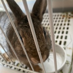 ミニウサギ