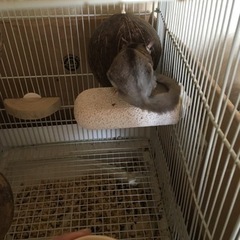 フクロモモンガ