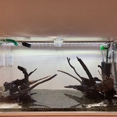 【東海】アクアリウムLINEグルのメンバー募集🐟 - 春日井市
